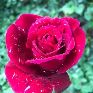 Meet your Posher, Tina